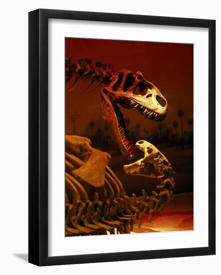 Allosaurus and Camptosaurus, Museum-Mark Gibson-Framed Photographic Print