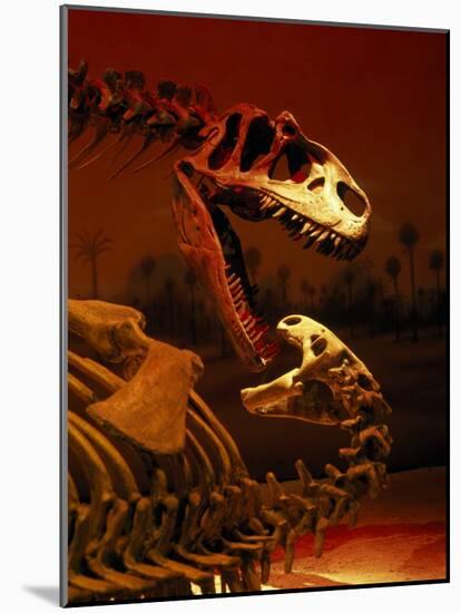 Allosaurus and Camptosaurus, Museum-Mark Gibson-Mounted Photographic Print