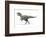 Allosaurus Dinosaur, Artwork-null-Framed Photographic Print