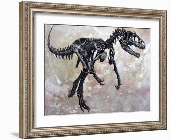 Allosaurus Dinosaur Skeleton-Stocktrek Images-Framed Art Print