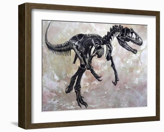 Allosaurus Dinosaur Skeleton-Stocktrek Images-Framed Art Print