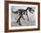 Allosaurus Dinosaur Skeleton-Stocktrek Images-Framed Art Print