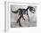 Allosaurus Dinosaur Skeleton-Stocktrek Images-Framed Art Print