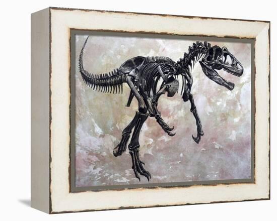 Allosaurus Dinosaur Skeleton-Stocktrek Images-Framed Stretched Canvas