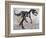 Allosaurus Dinosaur Skeleton-Stocktrek Images-Framed Premium Giclee Print