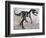 Allosaurus Dinosaur Skeleton-Stocktrek Images-Framed Premium Giclee Print