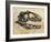 Allosaurus Dinosaur Skull-Stocktrek Images-Framed Art Print