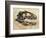 Allosaurus Dinosaur Skull-Stocktrek Images-Framed Premium Giclee Print