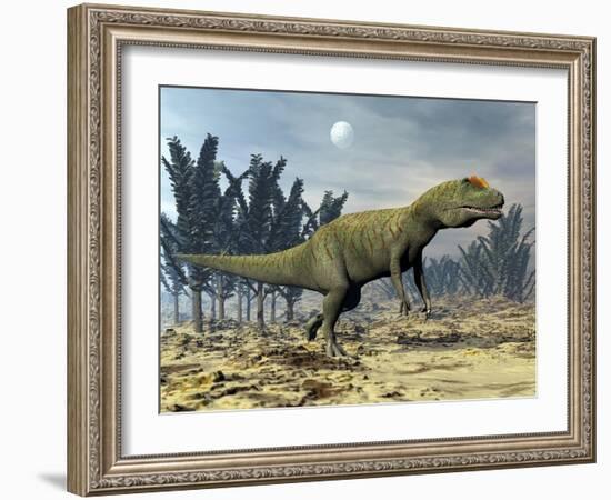 Allosaurus Dinosaur Walking Amongst Pachypteris Trees-Stocktrek Images-Framed Art Print