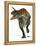 Allosaurus-Tim Knepp-Framed Premier Image Canvas