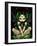 Allura Fairy-Jasmine Becket-Griffith-Framed Art Print