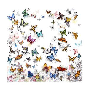 Papillon by Allyson Fukushima