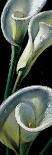 Dewdrop Callas-null-Laminated Art Print