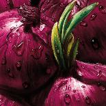 Dewdrop Callas-null-Stretched Canvas