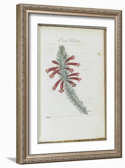 Almanach de Flore : Erica Vestita-Pancrace Bessa-Framed Giclee Print