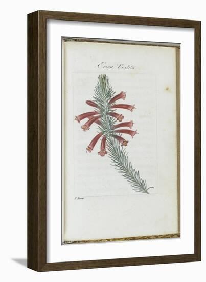 Almanach de Flore : Erica Vestita-Pancrace Bessa-Framed Giclee Print