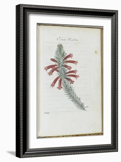 Almanach de Flore : Erica Vestita-Pancrace Bessa-Framed Giclee Print