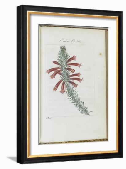 Almanach de Flore : Erica Vestita-Pancrace Bessa-Framed Giclee Print