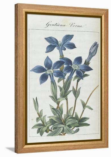 Almanach de Flore : Gentiane Verna-Pancrace Bessa-Framed Premier Image Canvas