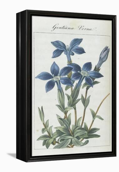 Almanach de Flore : Gentiane Verna-Pancrace Bessa-Framed Premier Image Canvas