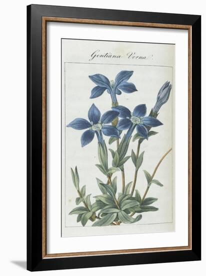 Almanach de Flore : Gentiane Verna-Pancrace Bessa-Framed Giclee Print