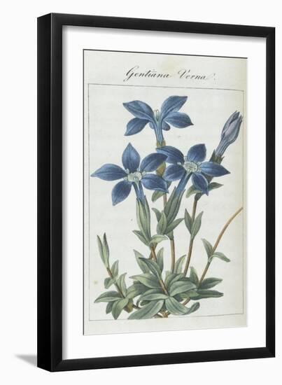 Almanach de Flore : Gentiane Verna-Pancrace Bessa-Framed Giclee Print