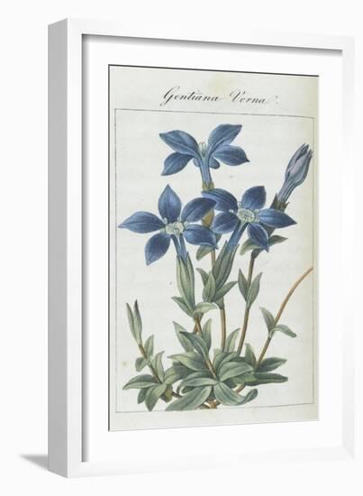 Almanach de Flore : Gentiane Verna-Pancrace Bessa-Framed Giclee Print