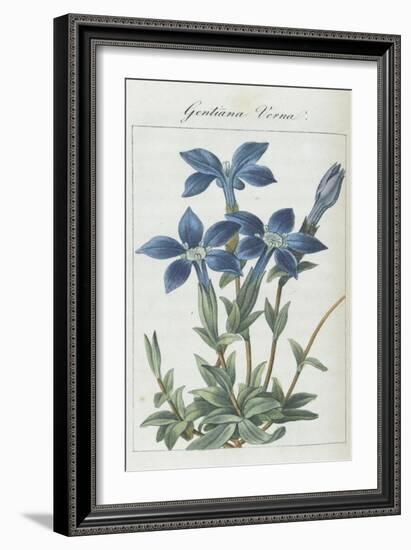 Almanach de Flore : Gentiane Verna-Pancrace Bessa-Framed Giclee Print