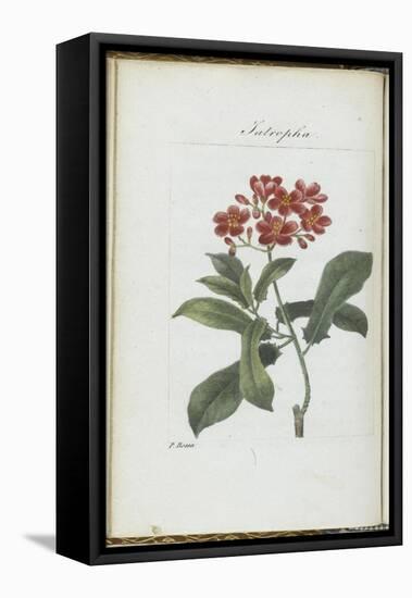 Almanach de Flore : Iatrophia-Pancrace Bessa-Framed Premier Image Canvas