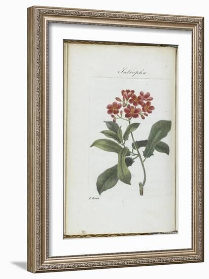 Almanach de Flore : Iatrophia-Pancrace Bessa-Framed Giclee Print