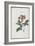 Almanach de Flore : Iatrophia-Pancrace Bessa-Framed Giclee Print