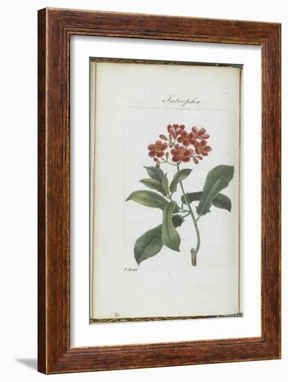 Almanach de Flore : Iatrophia-Pancrace Bessa-Framed Giclee Print