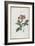 Almanach de Flore : Iatrophia-Pancrace Bessa-Framed Giclee Print