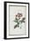 Almanach de Flore : Iatrophia-Pancrace Bessa-Framed Giclee Print