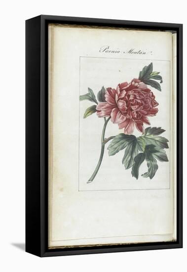 Almanach de Flore : Paonia Moutan-Pancrace Bessa-Framed Premier Image Canvas