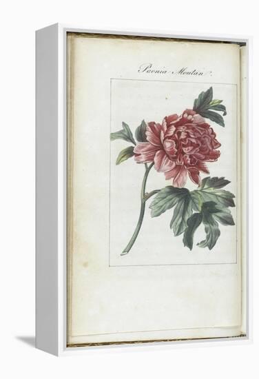 Almanach de Flore : Paonia Moutan-Pancrace Bessa-Framed Premier Image Canvas