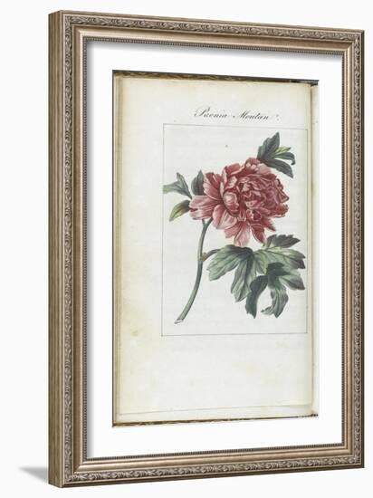 Almanach de Flore : Paonia Moutan-Pancrace Bessa-Framed Giclee Print