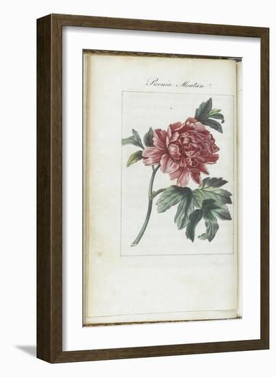 Almanach de Flore : Paonia Moutan-Pancrace Bessa-Framed Giclee Print