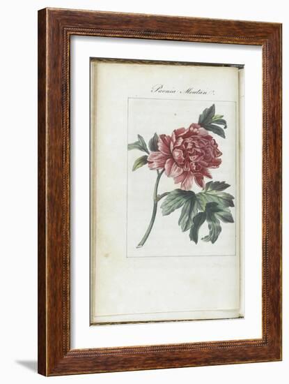 Almanach de Flore : Paonia Moutan-Pancrace Bessa-Framed Giclee Print