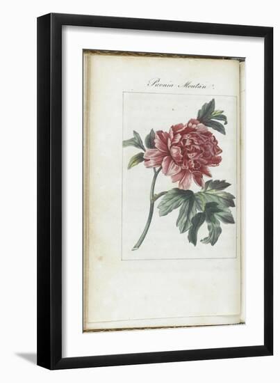 Almanach de Flore : Paonia Moutan-Pancrace Bessa-Framed Giclee Print