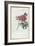 Almanach de Flore : Paonia Moutan-Pancrace Bessa-Framed Giclee Print