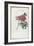 Almanach de Flore : Paonia Moutan-Pancrace Bessa-Framed Giclee Print