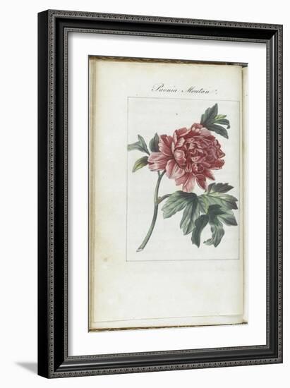 Almanach de Flore : Paonia Moutan-Pancrace Bessa-Framed Giclee Print