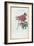 Almanach de Flore : Paonia Moutan-Pancrace Bessa-Framed Giclee Print