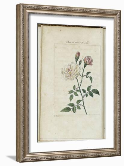 Almanach de Flore : Rose à odeur de Thé-Pancrace Bessa-Framed Giclee Print