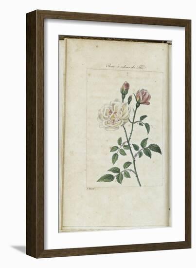 Almanach de Flore : Rose à odeur de Thé-Pancrace Bessa-Framed Giclee Print