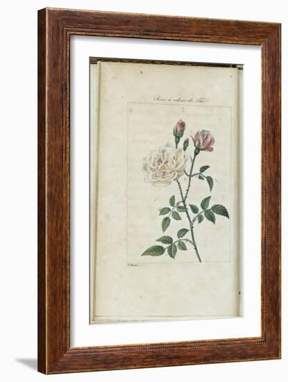 Almanach de Flore : Rose à odeur de Thé-Pancrace Bessa-Framed Giclee Print