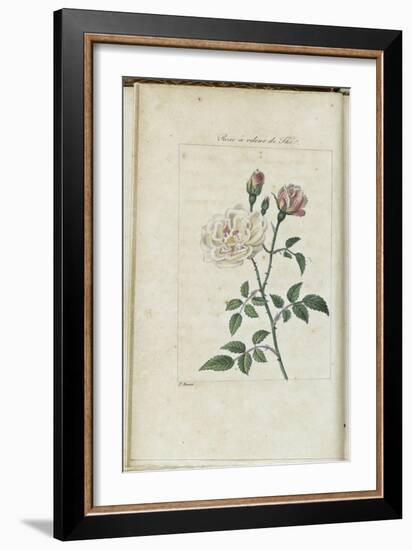 Almanach de Flore : Rose à odeur de Thé-Pancrace Bessa-Framed Giclee Print