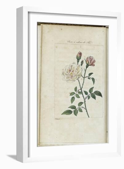 Almanach de Flore : Rose à odeur de Thé-Pancrace Bessa-Framed Giclee Print