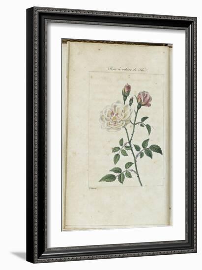 Almanach de Flore : Rose à odeur de Thé-Pancrace Bessa-Framed Giclee Print